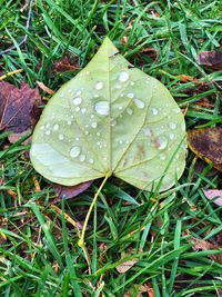 High angle view of raindrops on leaf