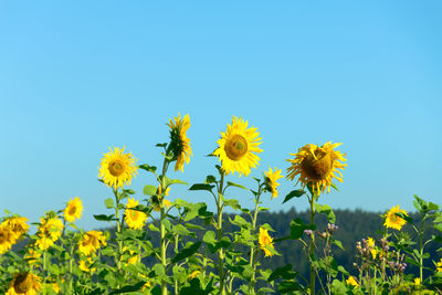 Low angle view of yellow flowering plant against clear blue sky