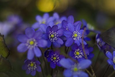 Close-up of purple flowering plants