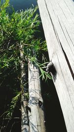 Close-up of lizard on wood