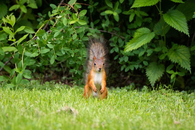 View of squirrel on field