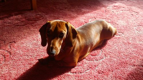 Dog resting on ground