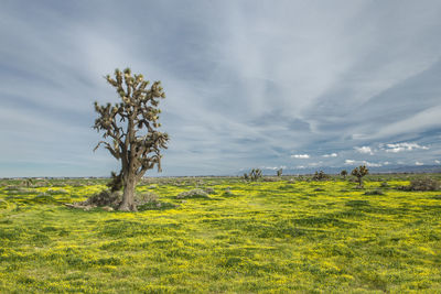 Joshua tree and wildflower bloom after recent rains in the calif