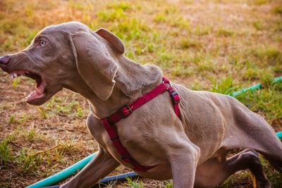 Dog looking away on field