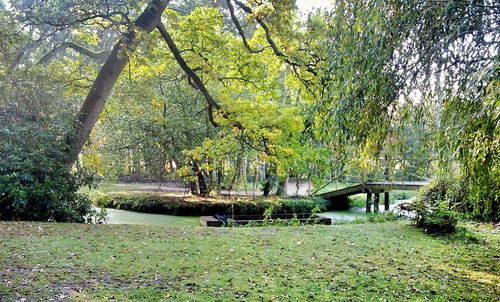 Footbridge over trees in forest