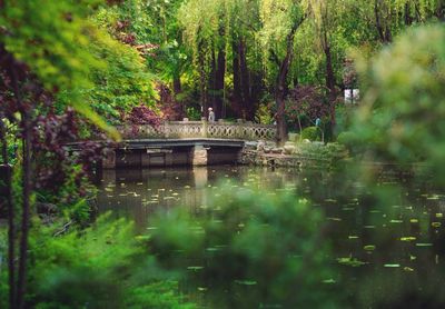 Bridge over lake in forest