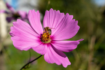 Close-up of insect pollinating flower