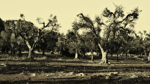 Trees on field against sky