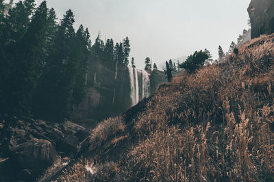 Panoramic view of forest against sky