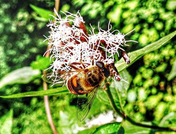 Close-up of insect on plant