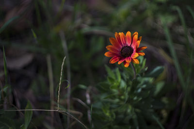 Close-up of orange flower against blurred background