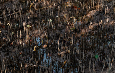 Full frame shot of plants on land