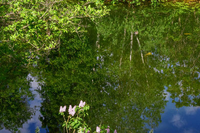 High angle view of plants growing on lake