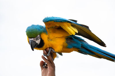 Close-up of a hand holding bird