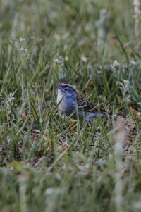 High angle view of bird perching on grass