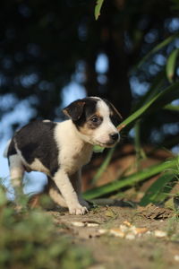 High angle view of a dog looking away