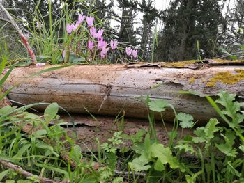 Plants growing on tree