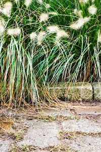 Trees along plants