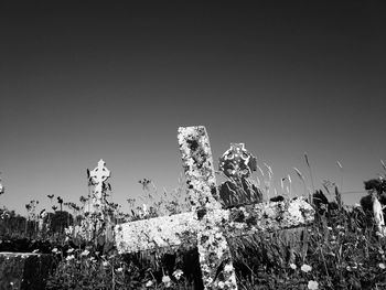 Low angle view of plants against clear sky