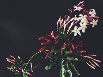 Close-up of red flowering plant against black background