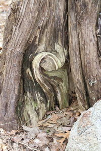 Close-up of tree trunk