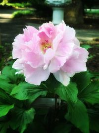 Close-up of pink flowering plant