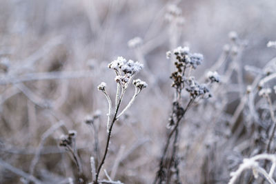 Close-up of white flowering plant on field