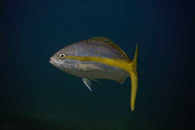 Close-up of fish swimming in water