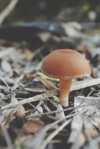 Mushrooms growing in forest