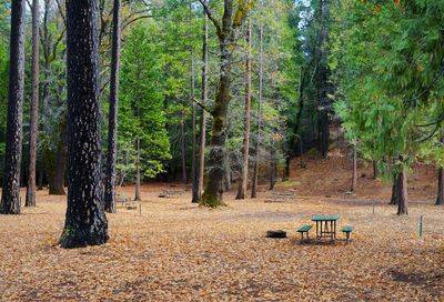 Trees in forest