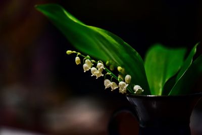 Lilly of the valle