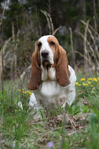 Dog sitting on field