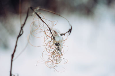 Winter forest dry branch in snow close up background
