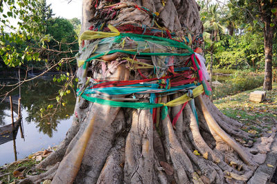 Close-up of multi colored tree trunk in forest