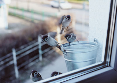 Two birds perching on metal