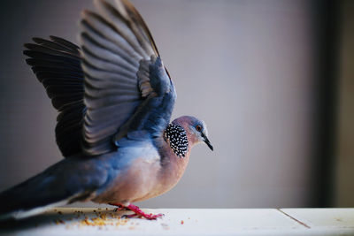 Close-up of bird