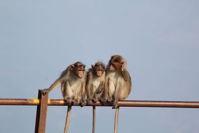 Monkeys against clear sky