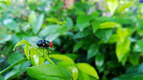 Close-up of insect on plant