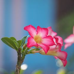 Close-up of pink flowering plant