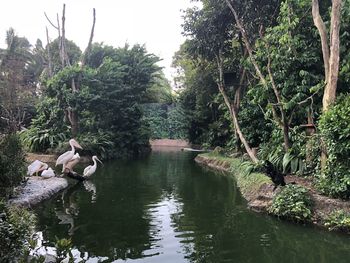 Ducks in a lake