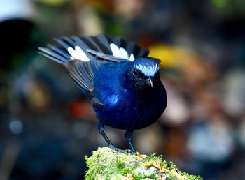 Close-up of bird perching on plant