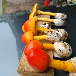 High angle view of mushrooms on barbecue