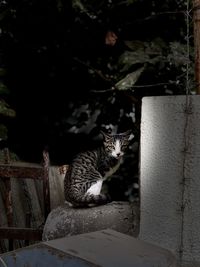 Cat sitting on wall