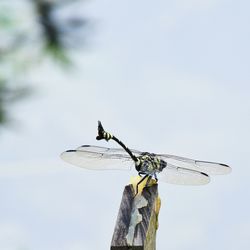 Low angle view of dragonfly on plant against sky