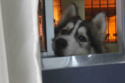 Close-up portrait of dog looking through window at home