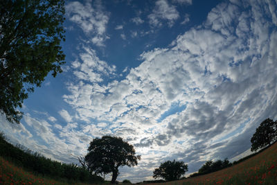 Low angle view of silhouette trees on field against sky