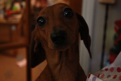 Close-up portrait of dog at home