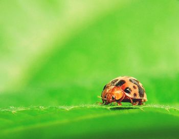 Close-up of ladybug on grass