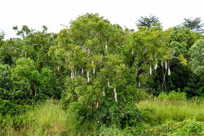 Plants and trees in forest