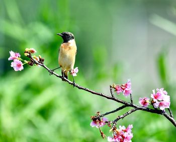 Bird perching on pink flowering plant